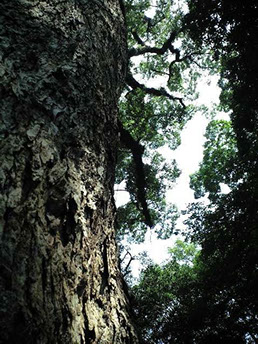 福岡城跡ー木のニンフ（妖精）；
福岡城跡には木のニンフ（妖精）が住んでいます。都会の喧噪にまみれる事無く静かに悠然とたたずみ一帯の霊気を守っているかのようです。